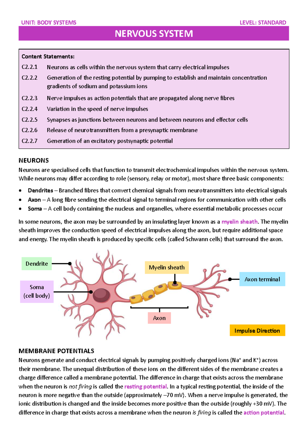 Nervous System C2.2: Membrane Potentials & Nerve Impulse Dynamics - Studocu