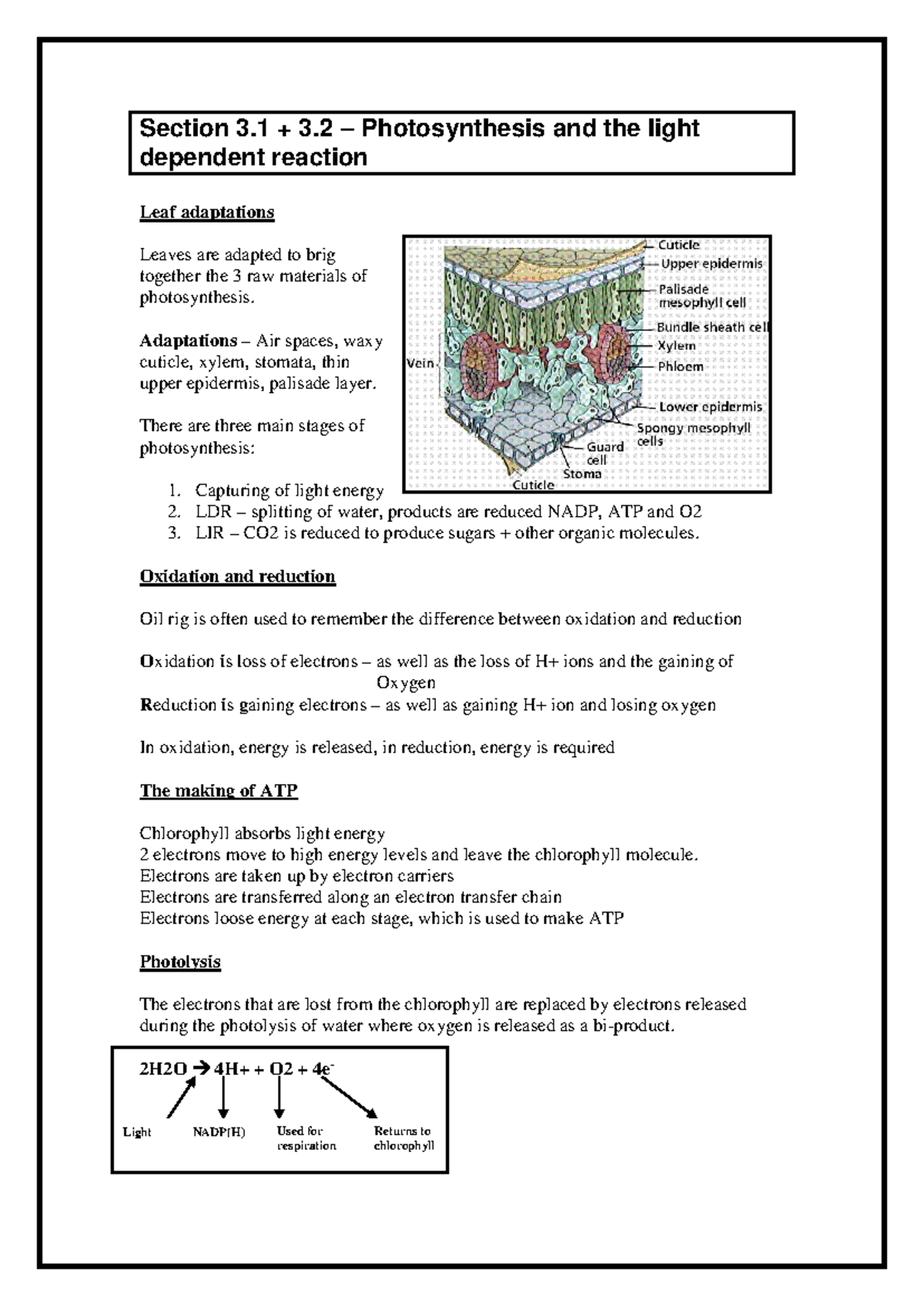 4.3 Photosynthesis - Comprehensive Study Notes on LDR & LIR - Studocu