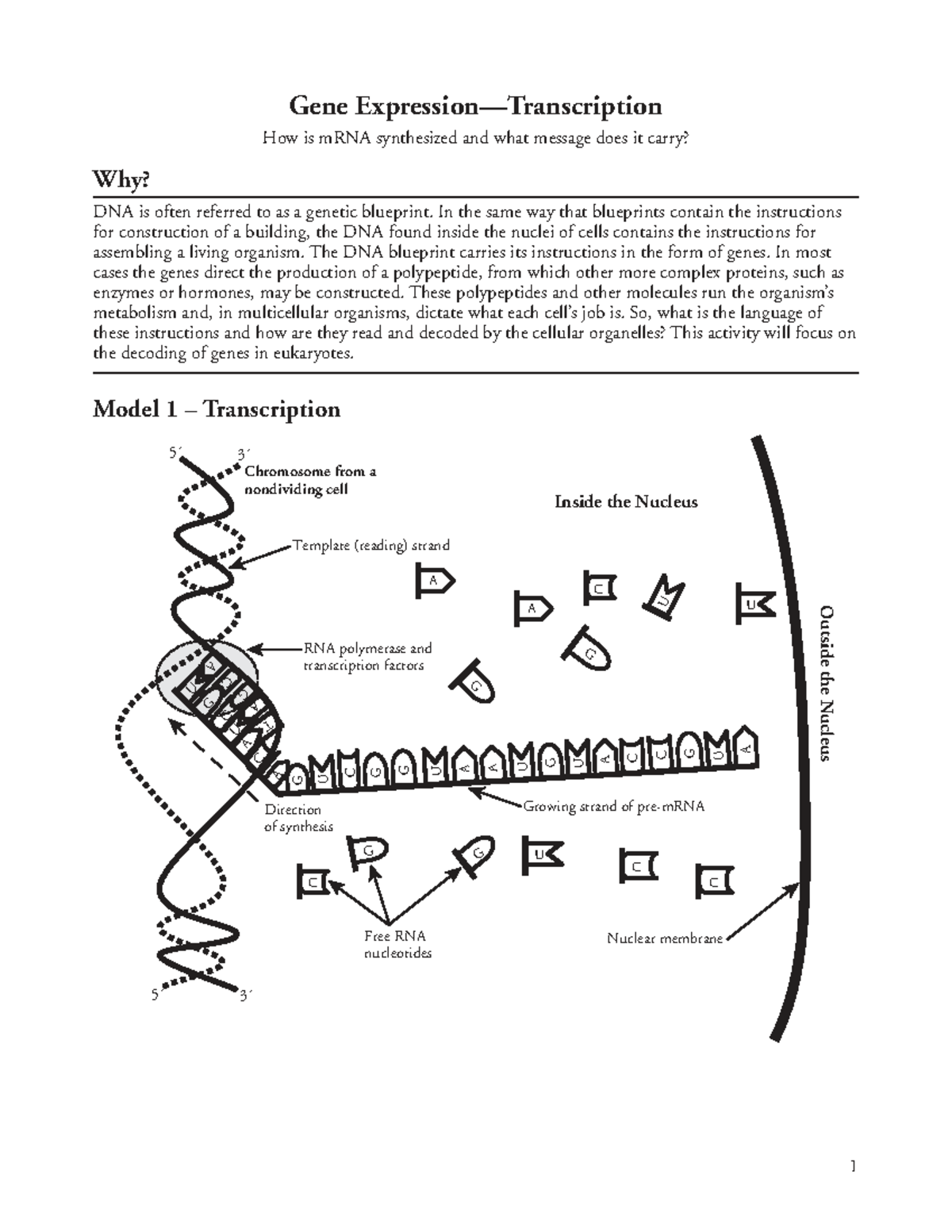 Gene Expression: Transcription and mRNA Processing Overview (14) - Studocu