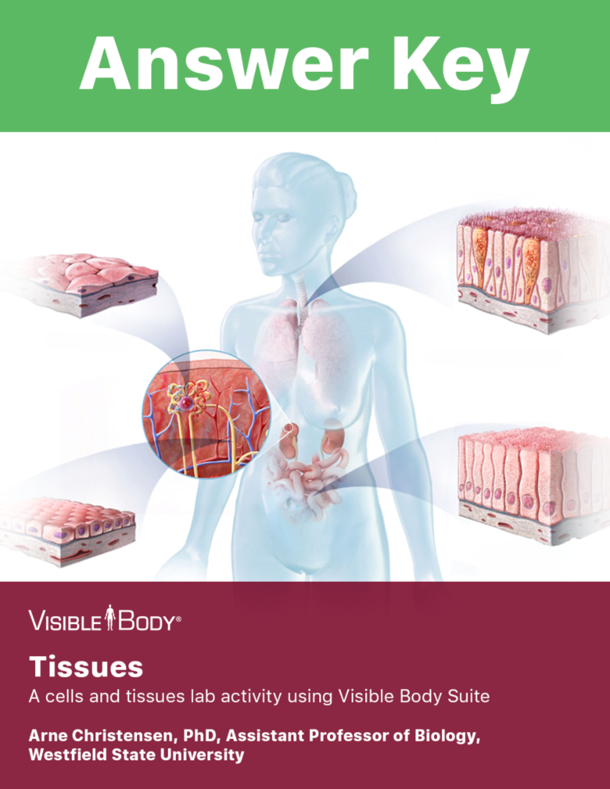 Lab Manual: Tissues A + P - Pre-Lab and In-Lab Exercises - Studocu