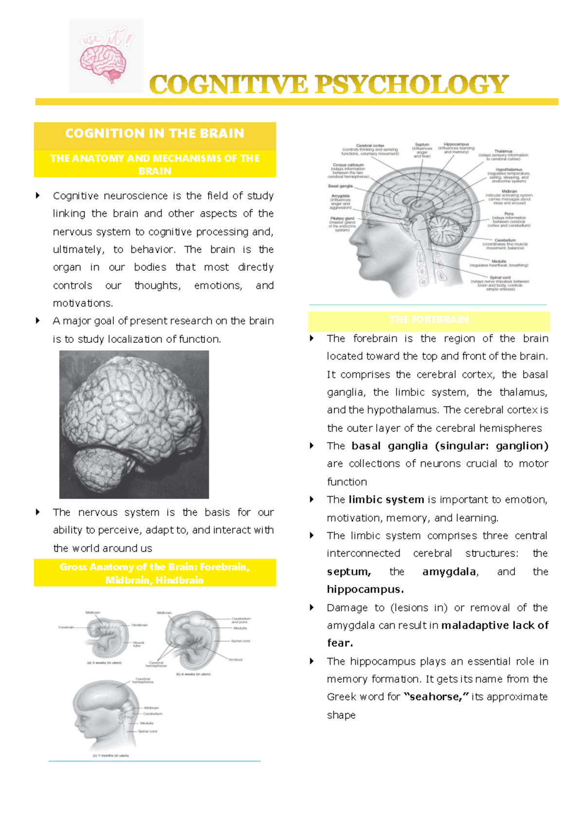 Cognitive Psychology (PSY 101): Brain Anatomy & Mechanisms Overview ...