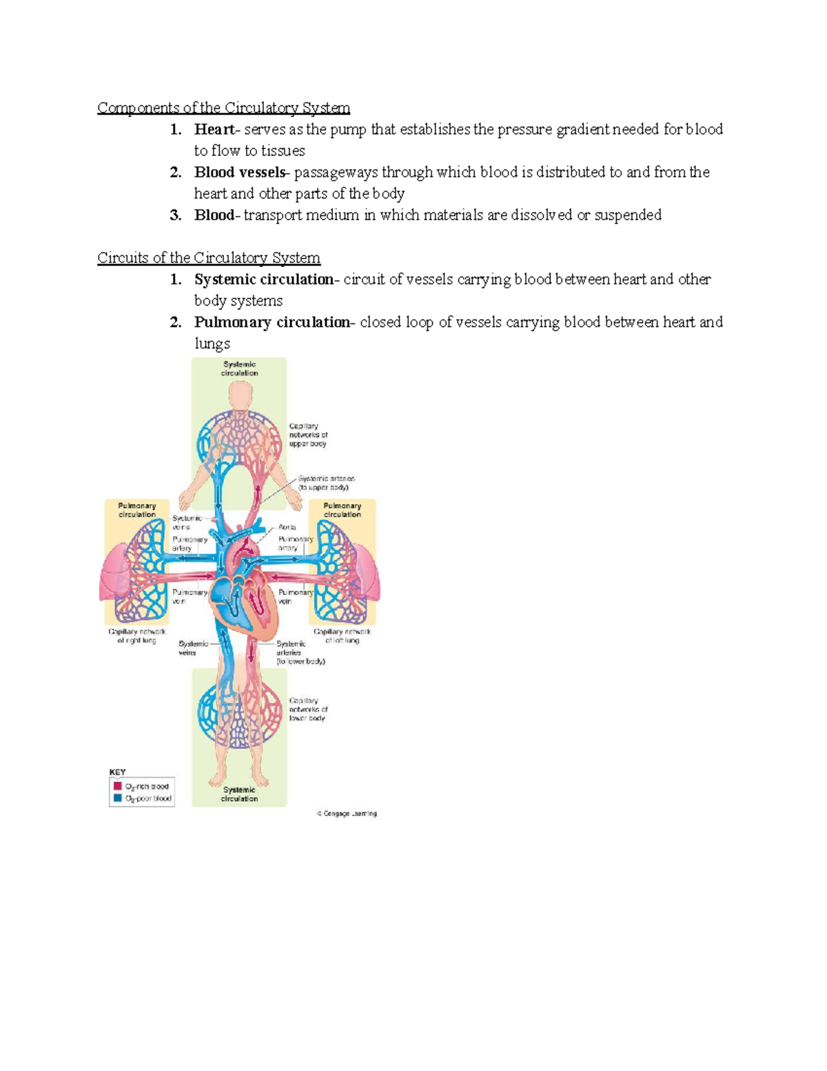 Cardiovascular System Overview: Anatomy, Circulation & Function Review ...