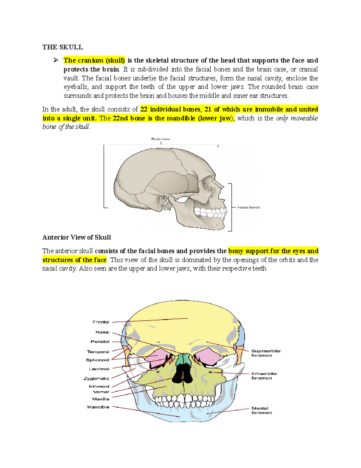 Skull Anatomy Lab Report - LAB 09 03 21 - Studocu