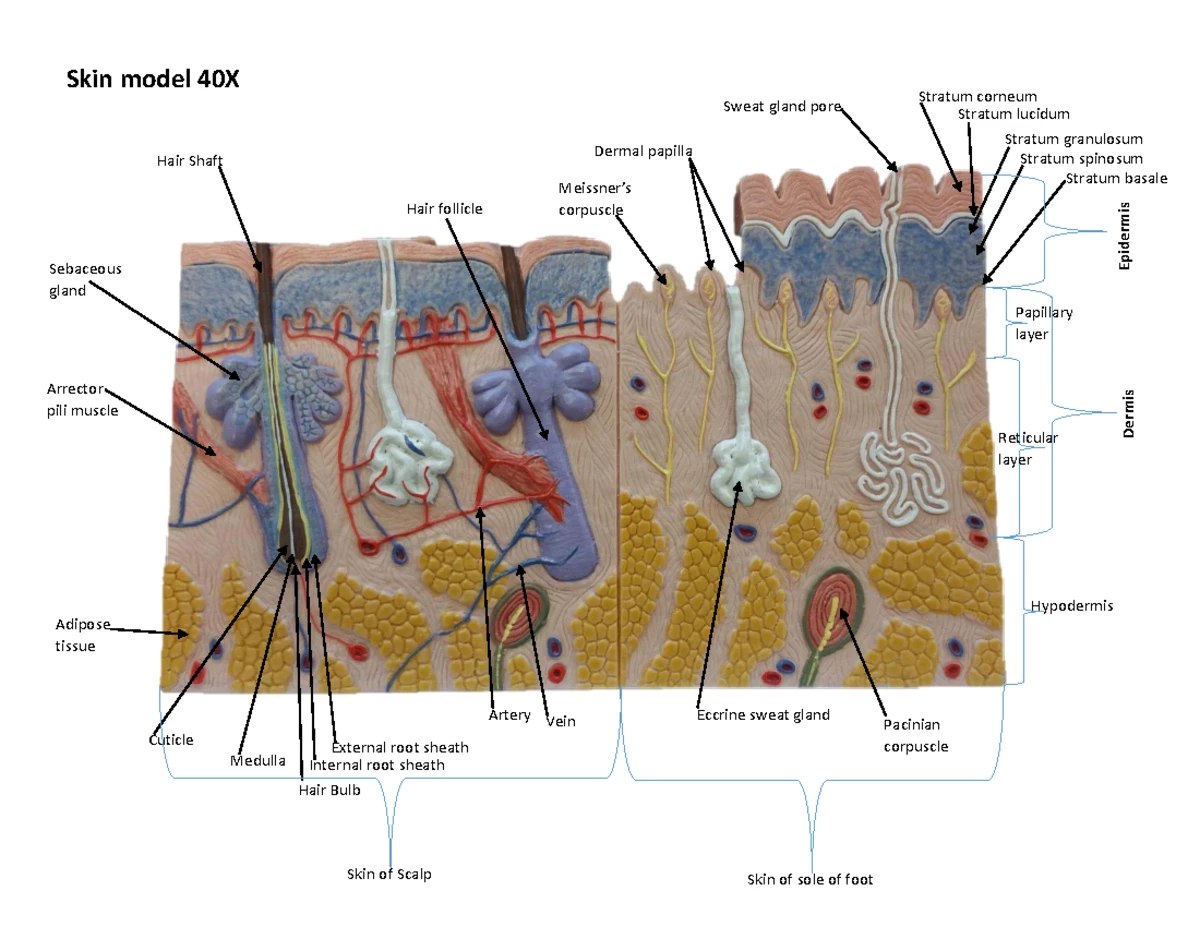 Anatomy CH 10 Review: Muscle Tissue & Contraction Insights - Studocu