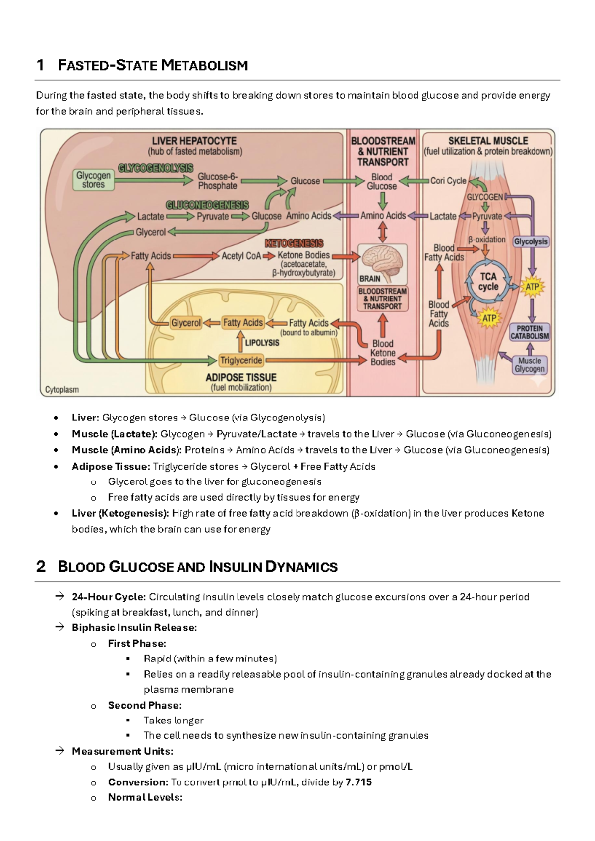 Fasted-State Metabolism and Insulin Dynamics - Studocu