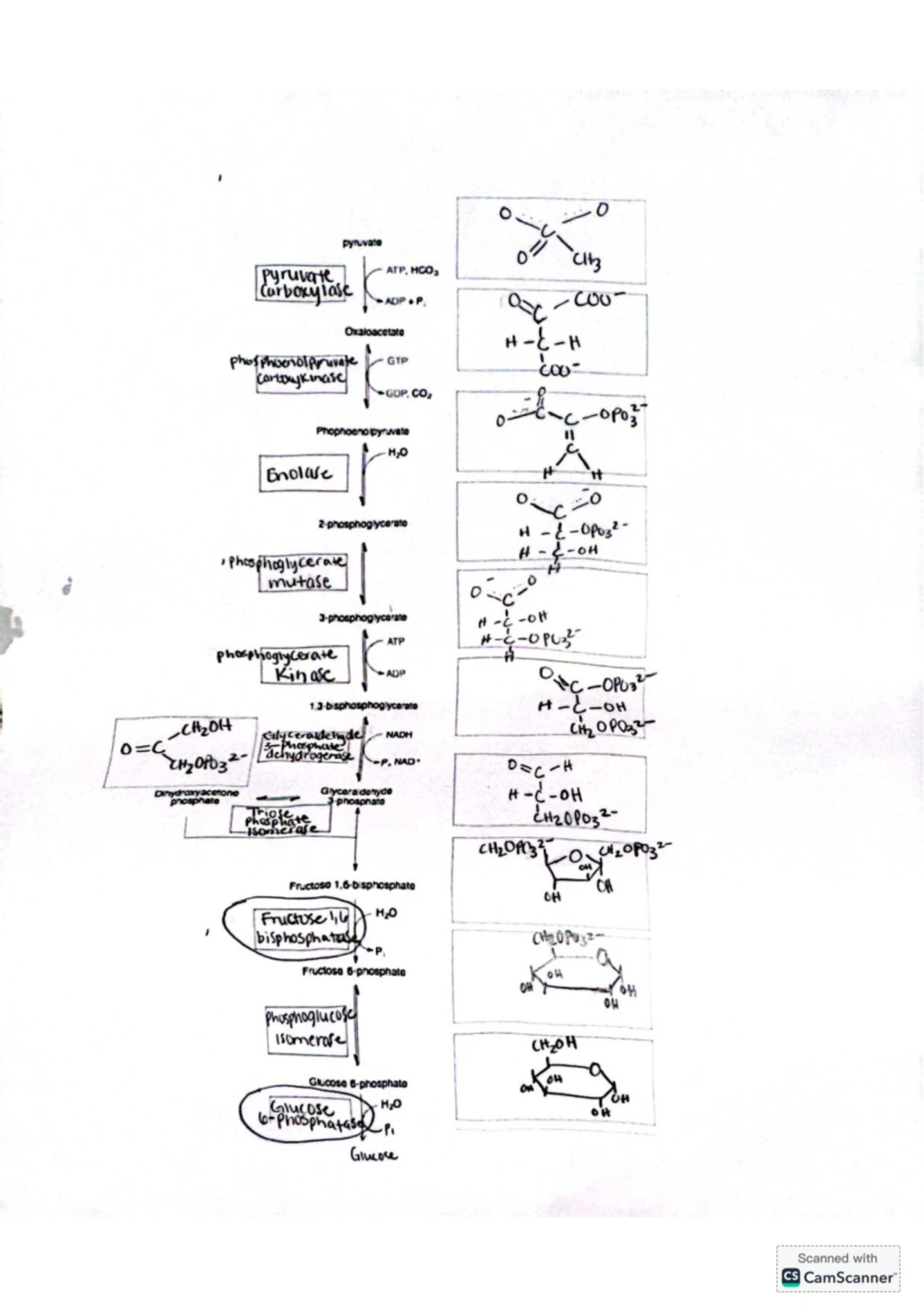 Glycolysis Pathway Overview: Key Enzymes and Reactions - Studocu