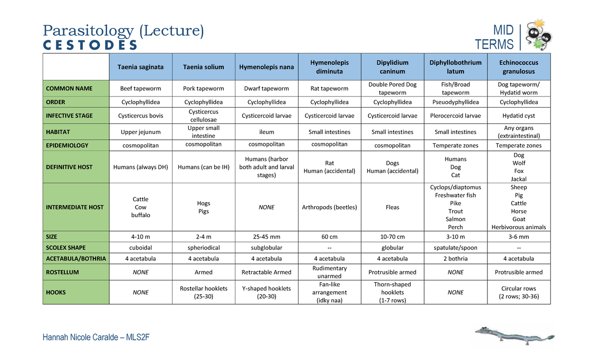 Cestodes Overview: Midterm Study Notes for Parasitology MLS2F - Studocu