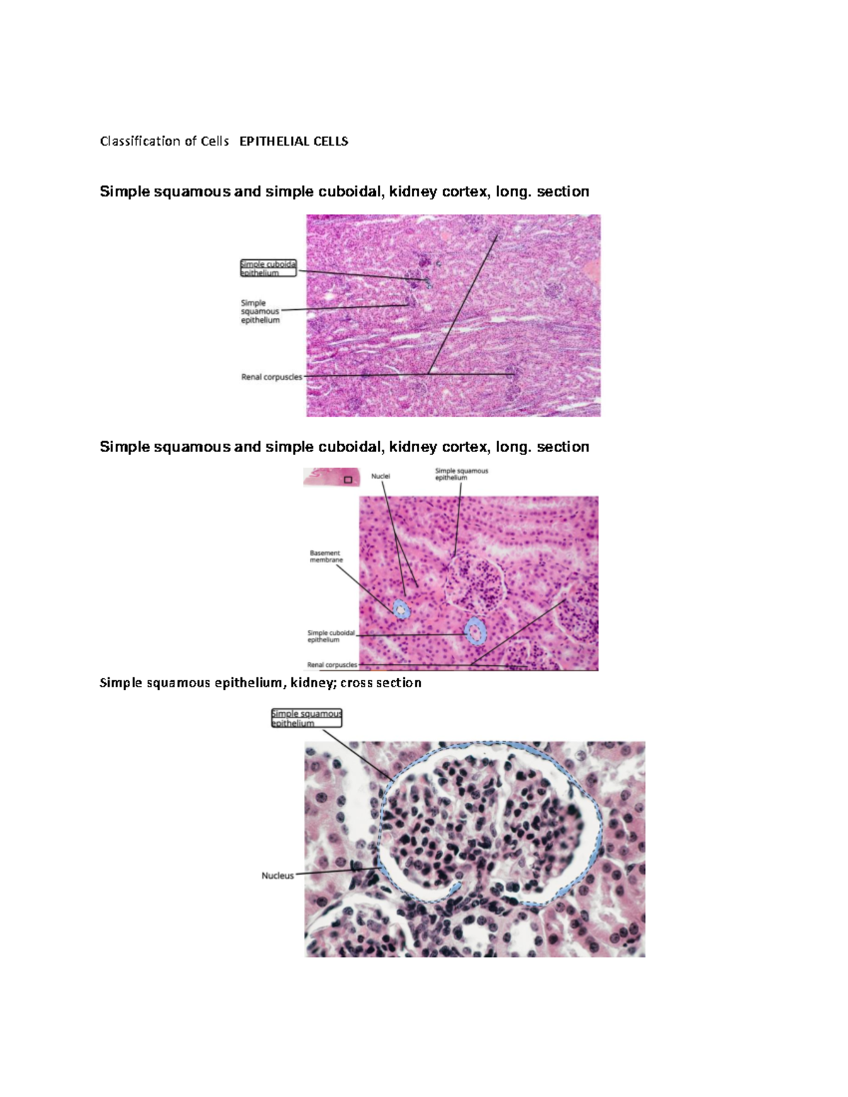 BIO 101: Classification of Epithelial & Connective Tissues Review - Studocu