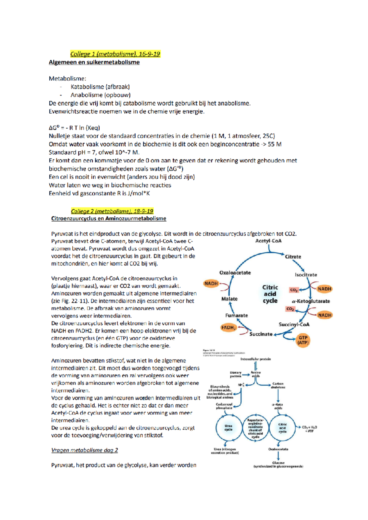 Samenvattingen Metabolisme: College 1-3 Over Suiker & Aminozuren ...