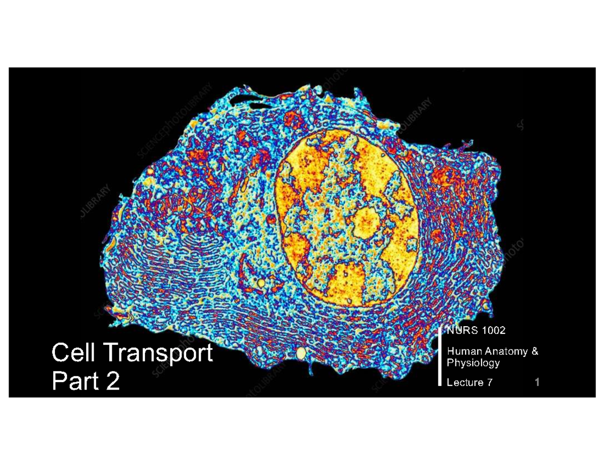 NURS 1002 Lecture 7: Cell Transport Case Study - Studocu