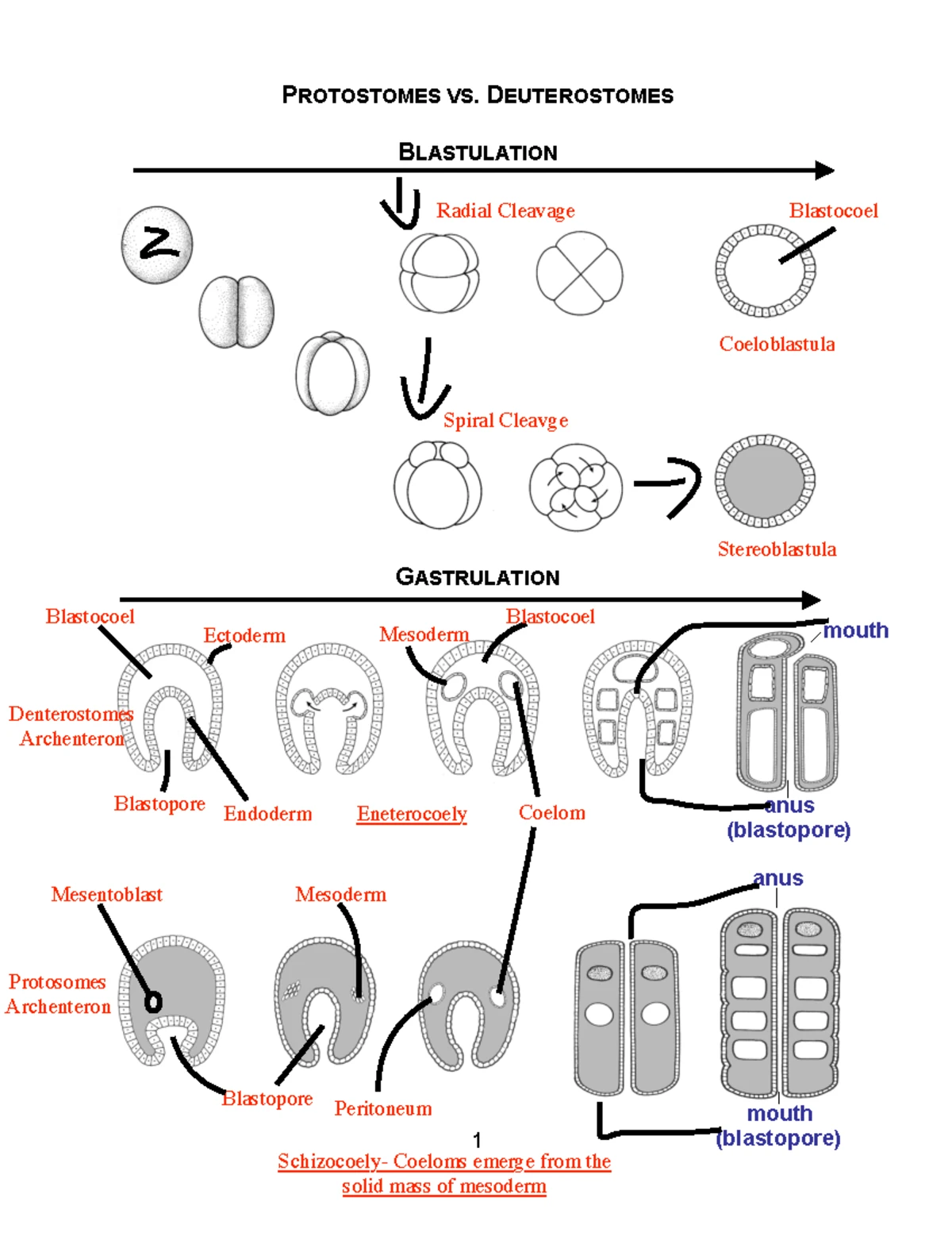 Lab 8: Phylum Echinodermata (BIO 205) - Dissection & Anatomy Guide ...