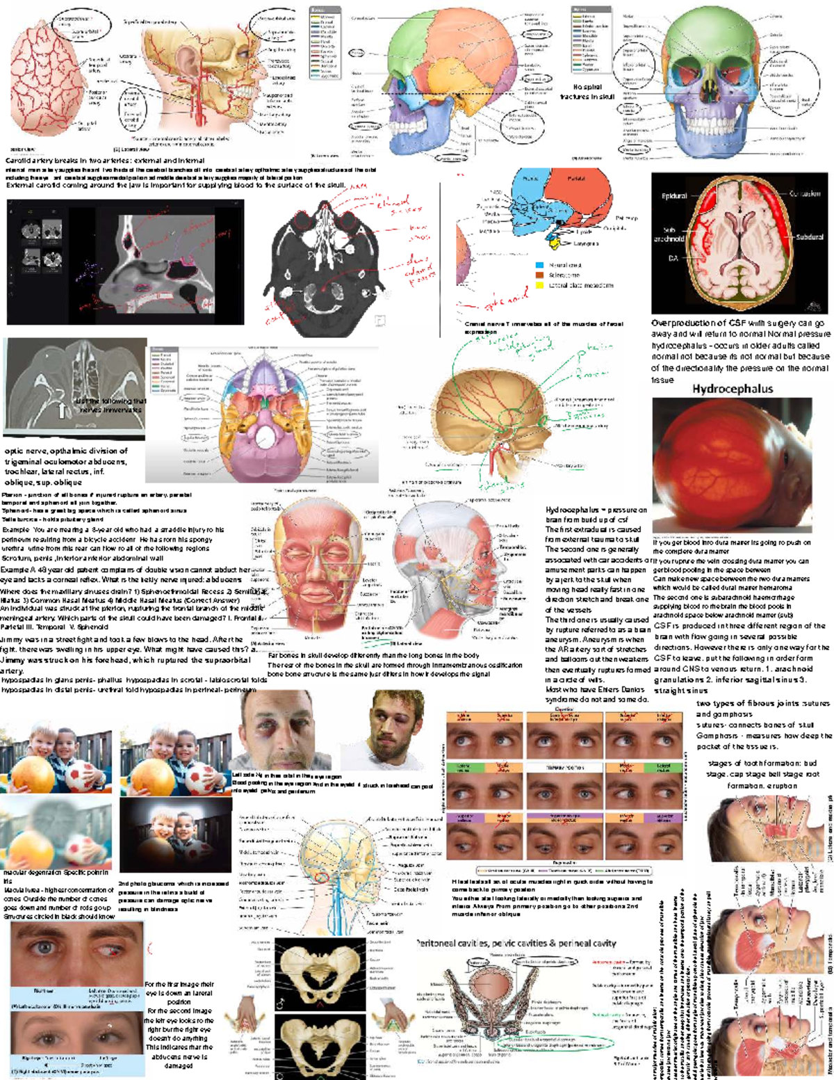 Final Exam Cheat Sheet: Skull Anatomy & Cranial Nerves (ANAT 101) - Studocu
