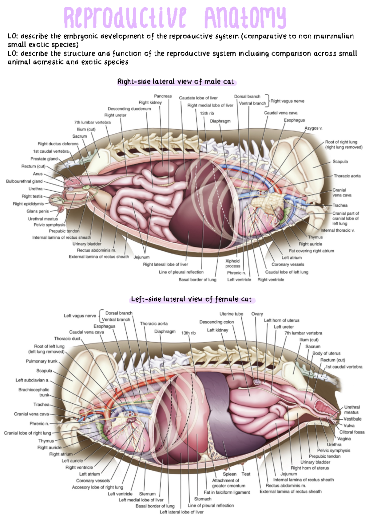 Female Reproductive System: Anatomy and Functions in Cats and Small ...