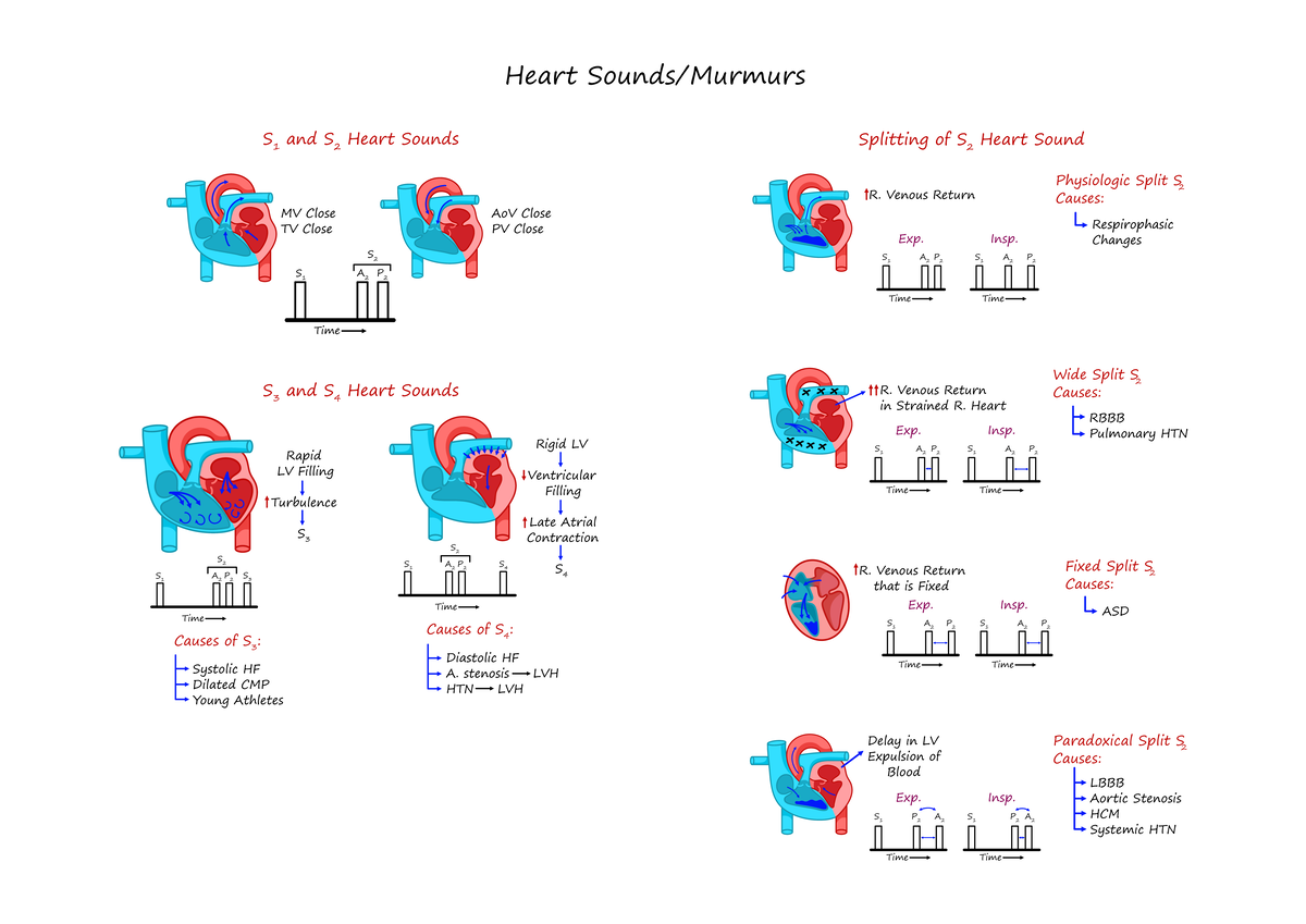 8• Heart Sounds & Murmurs [Illustrations Key] - MV Close TV Close AoV ...