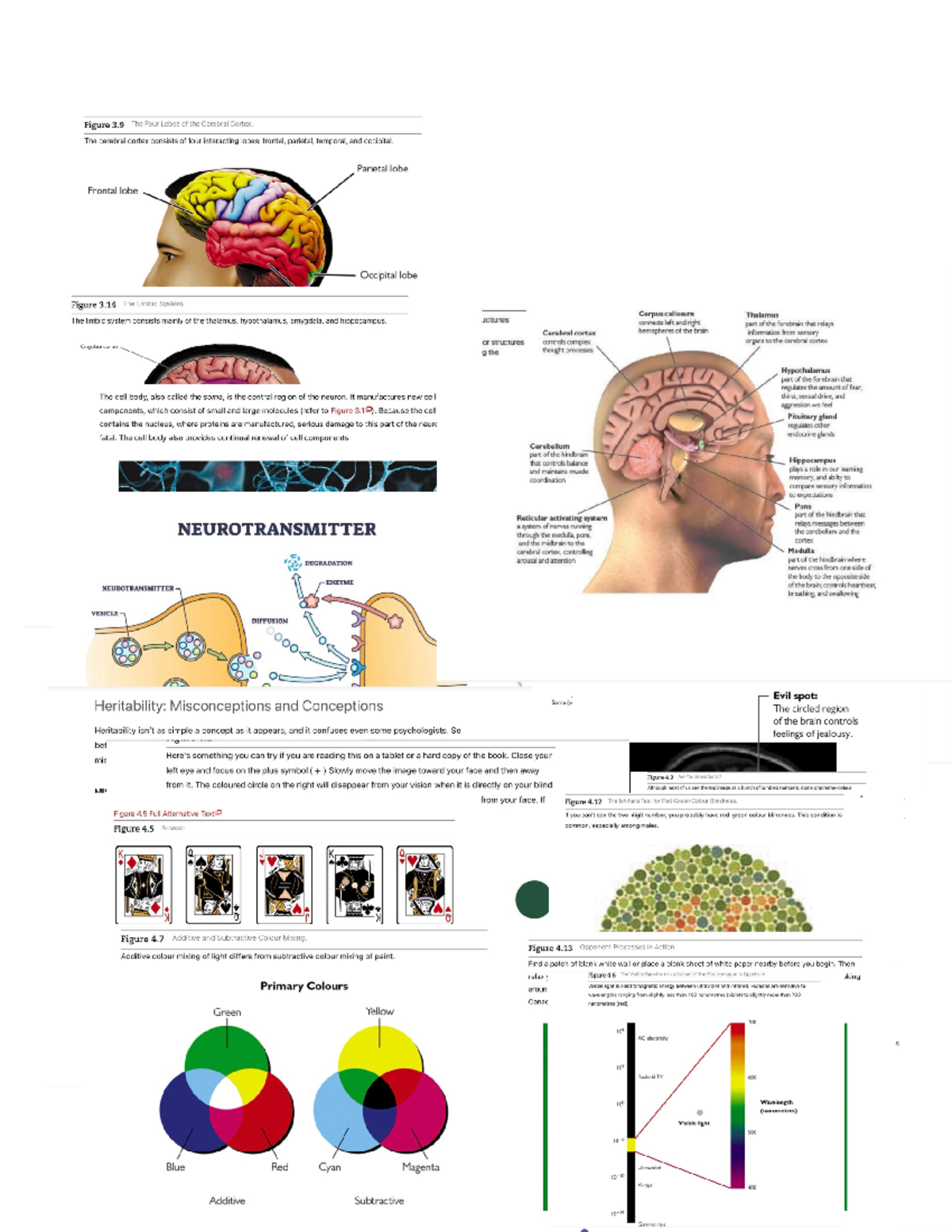 Psych 101: Chapter 3 & 4 Study Notes on Brain Structure and Perception ...