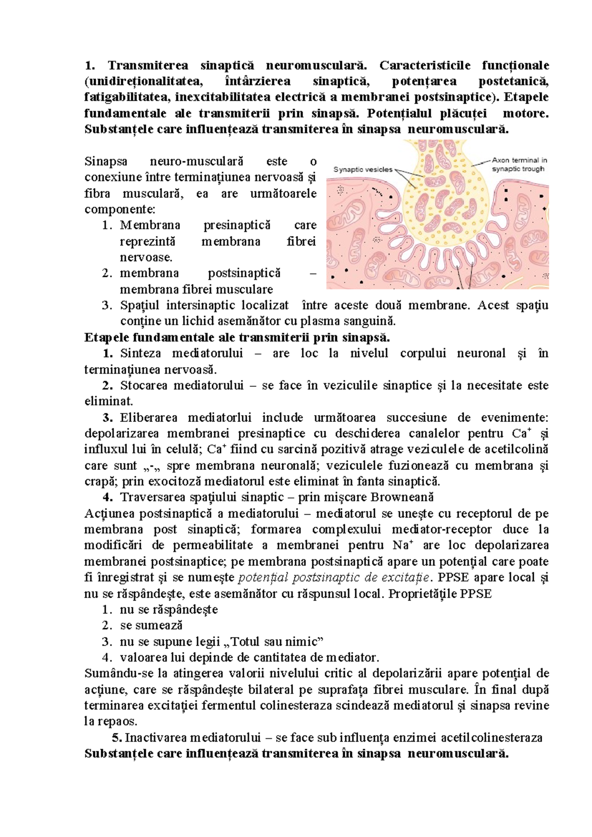 Sinapsa neuromusculară: Fiziologia și caracteristicile funcționale ...