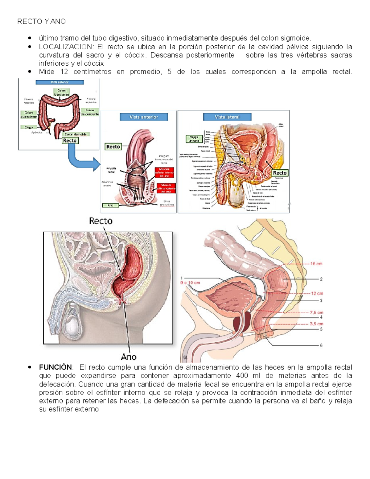 Anatomía Del Ano C16FC Anatomía Del Recto Y Canal Anal: Detalles
