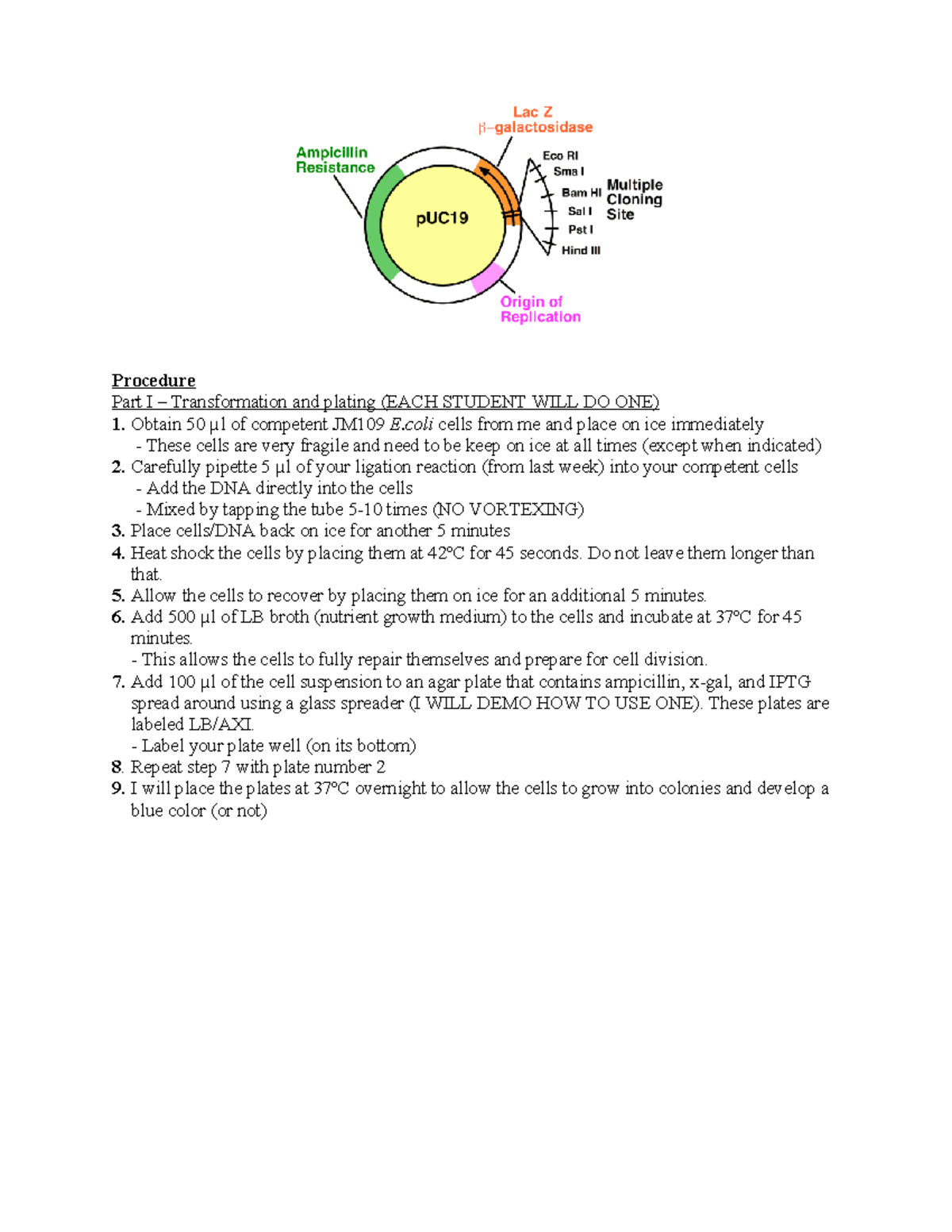 BIOL3600 - Lab 8: Transformation Procedure and Plating Guide - Studocu