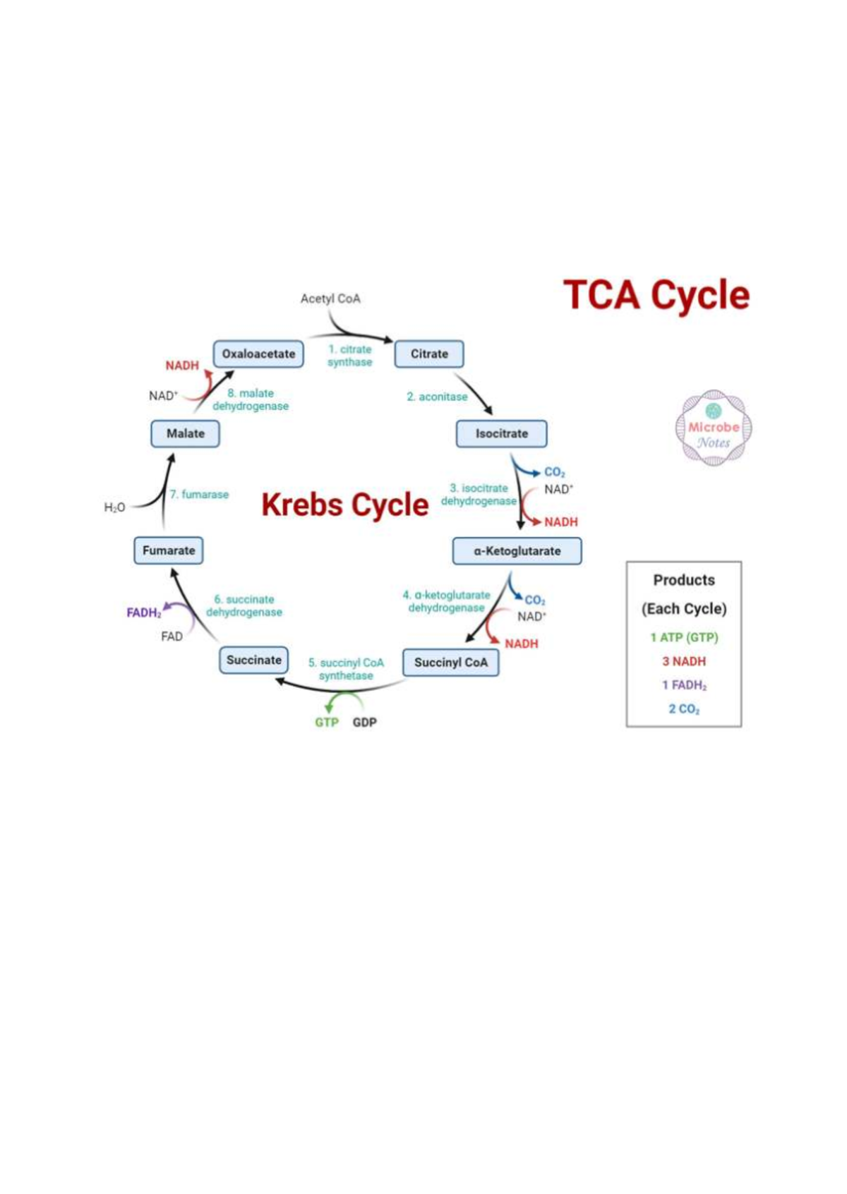 Citric Acid Cycle Overview: Acetyl CoA & TCA Cycle Notes - Studocu