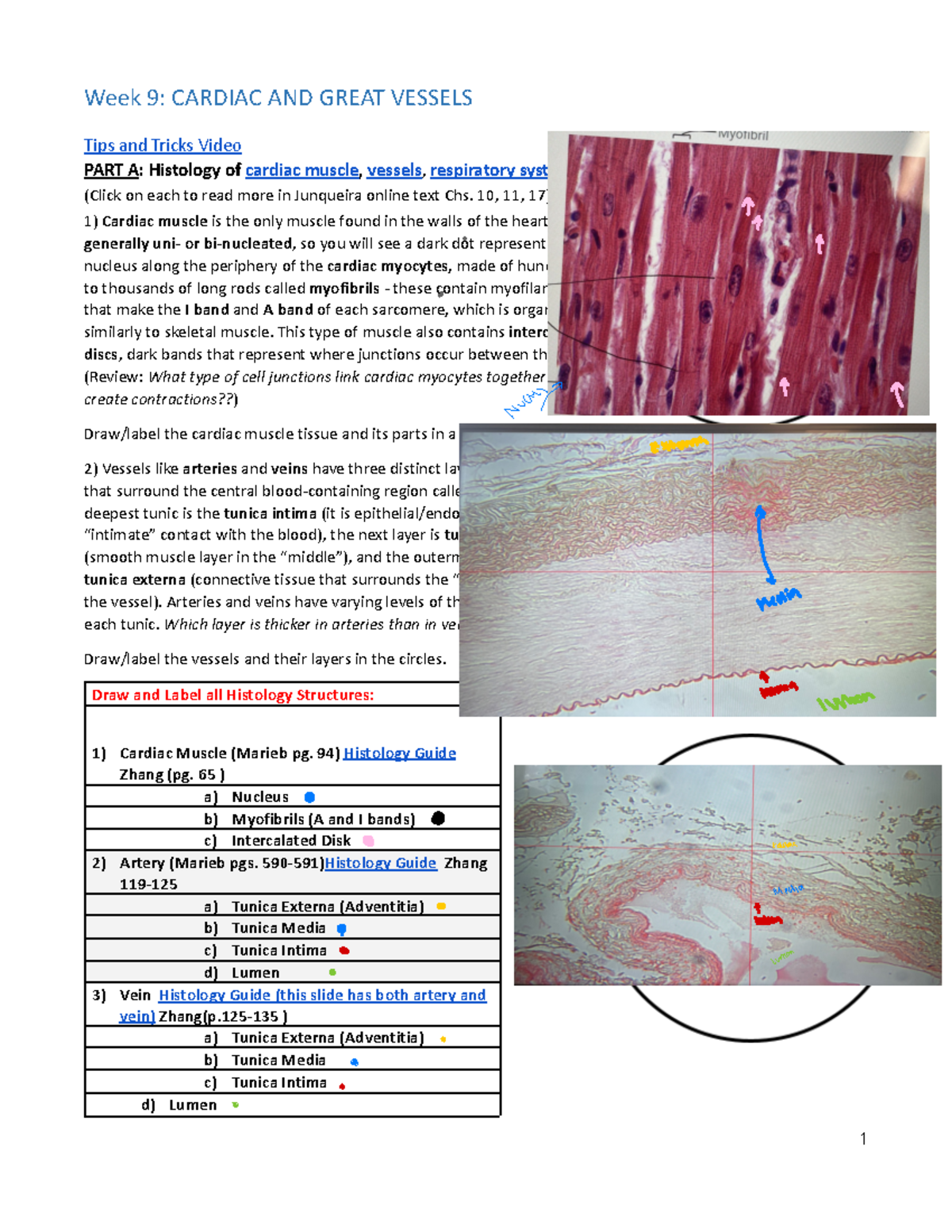 Cardiac Muscle Histology Guide