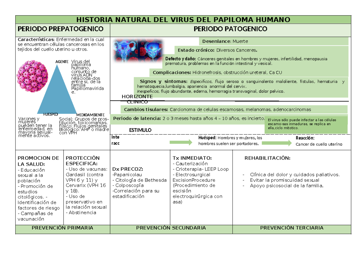 Historia Natural del Virus del Papiloma Humano - Aspectos Clave y