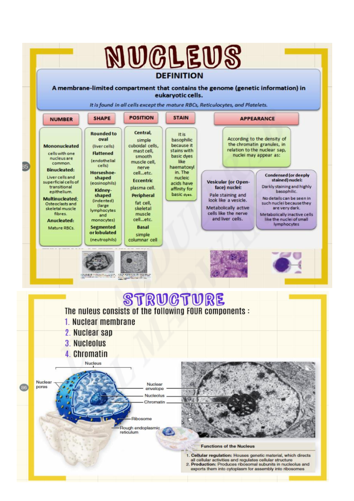 Nucleus - histology - Studocu