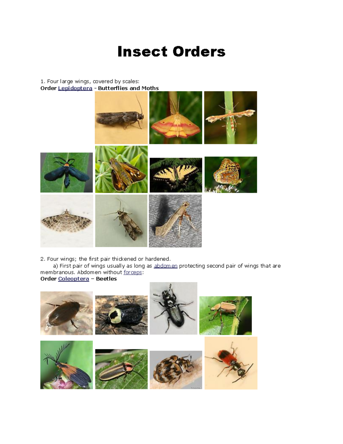 Insect Orders Overview: Lepidoptera, Coleoptera, and More - Studocu
