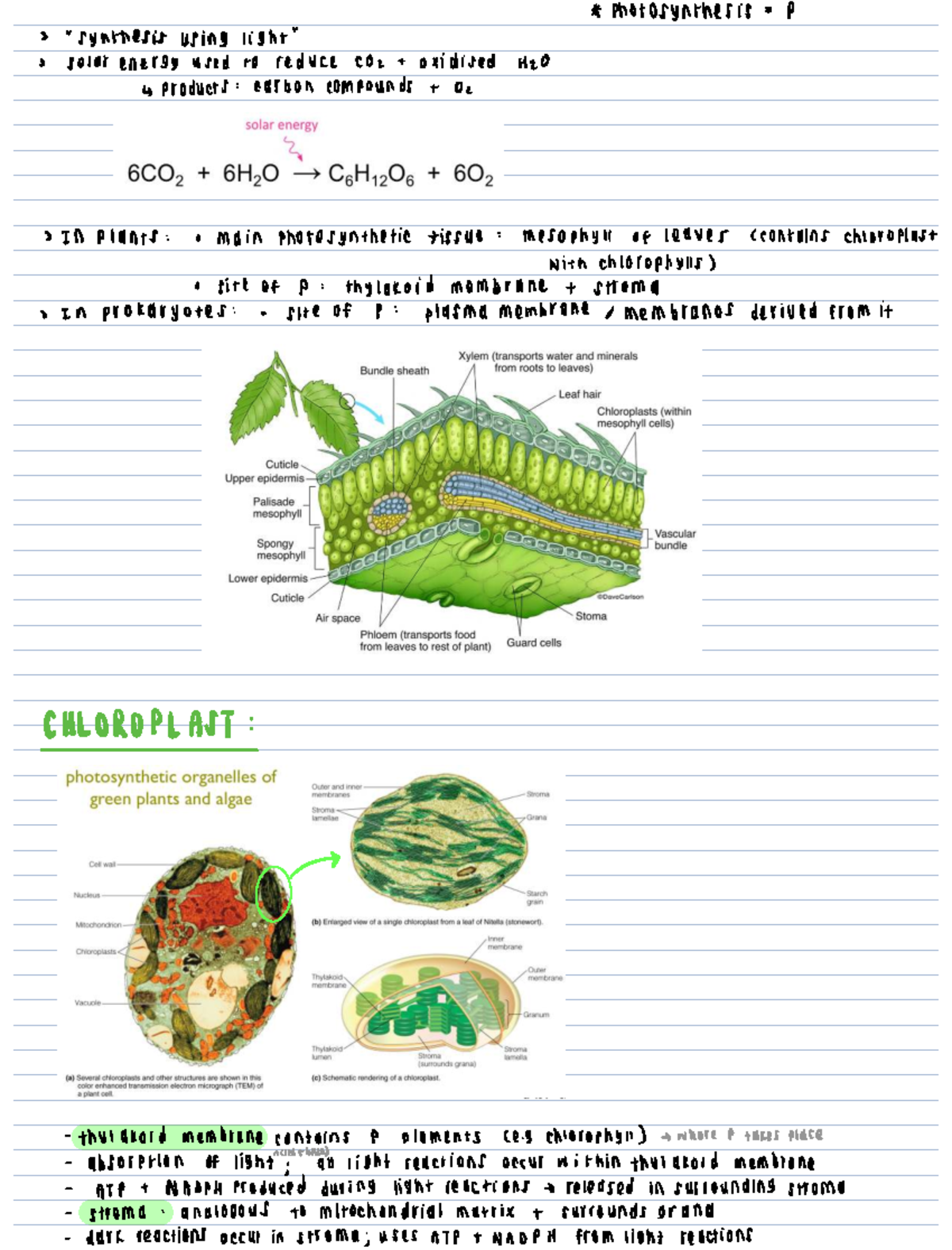 F - Photosynthesis: 2nd Year Theme F Study Notes - Studocu