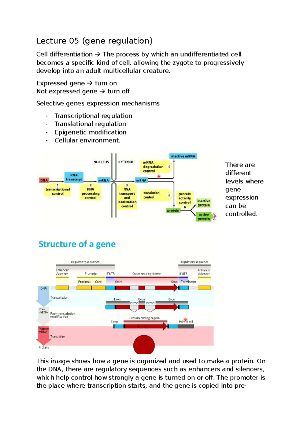 Lecture 05: Gene Regulation and Cell Differentiation Mechanisms ...