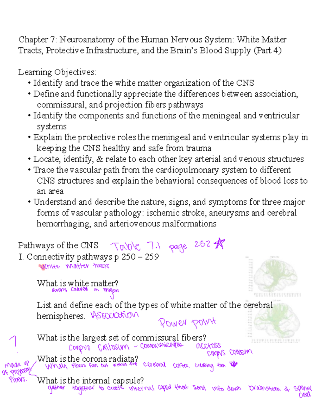 Chapter 7: Neuroanatomy of CNS - White Matter Tracts & Vascular Systems ...