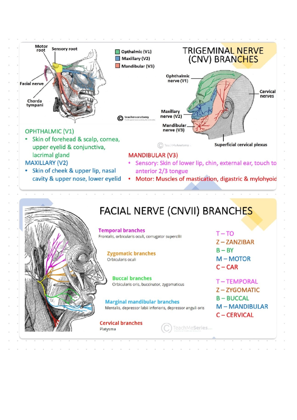 Trigeminal Nerve Branches: V1, V2, V3 Overview and Functions - Studocu