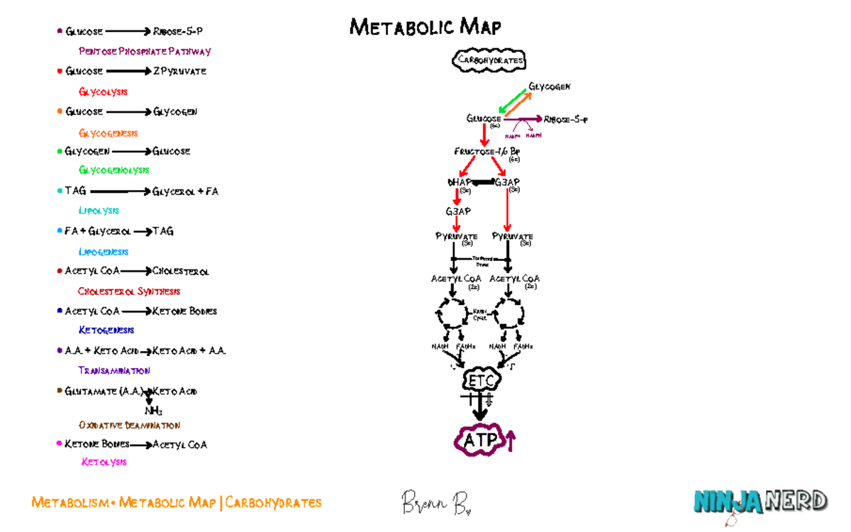 The Metabolic Map- Carbohydrates - Metabolism Metabolic Map ...