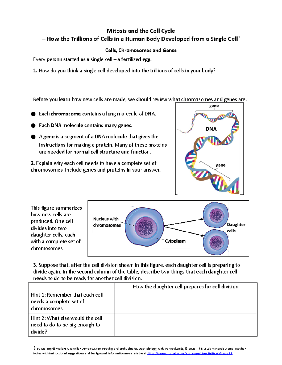 Mitosis and Cell Cycle - Worksheet Assignment for SH Course - Studocu