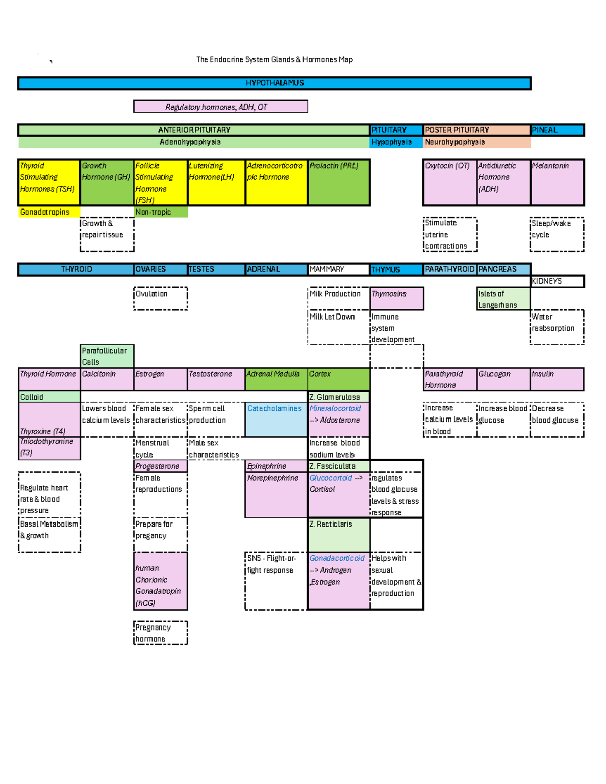 Endocrine System Hormones Map: Key Glands and Functions Guide - Studocu