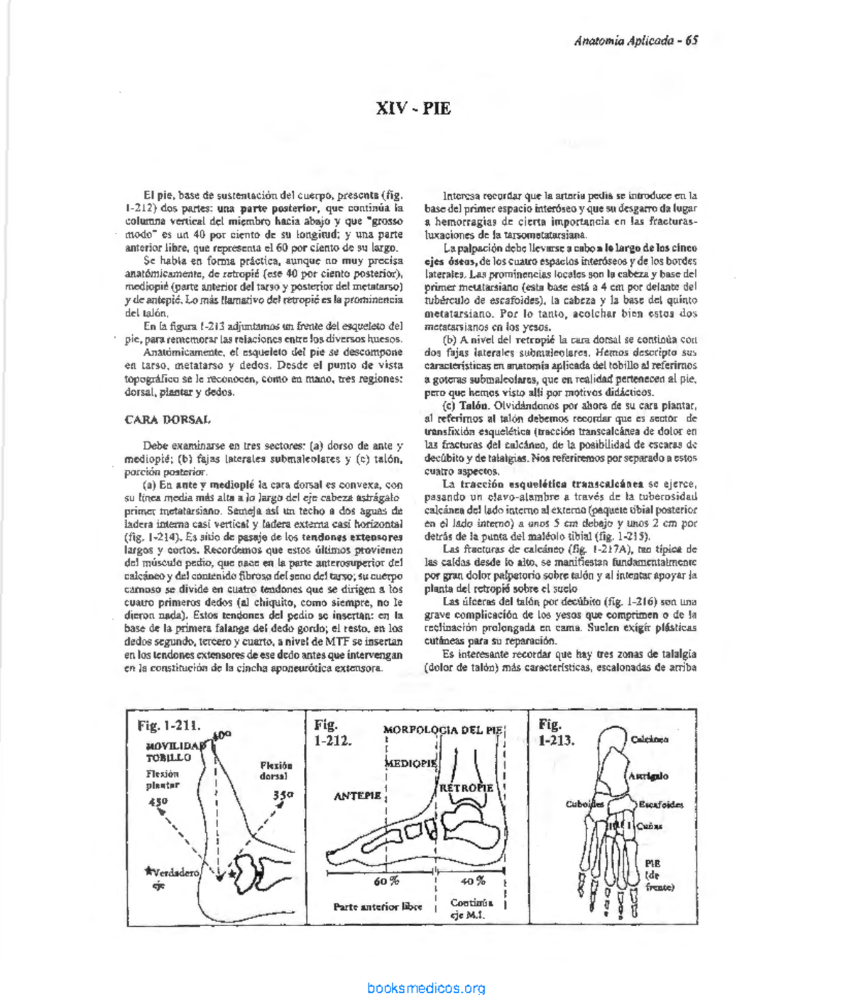 Apuntes de Anatomía Aplicada 65: El Pie y su Estructura - Studocu