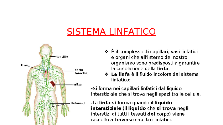 liquido interstiziale e linfa Sezione trasversale di un linfonodo immagini e fotografie stock ad alta  risoluzione main image 1