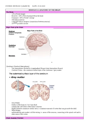 Module 2 Lecture Notes: Brain Anatomy and Function - Studocu