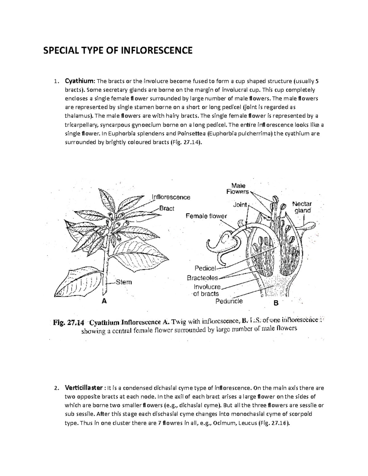 Special Types of Inflorescence: Cyathium and Verticillaster Explained ...