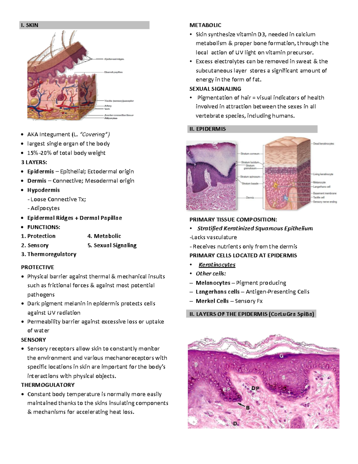 Basic Histology - Integumentary System - I. SKIN AKA Integument (L ...