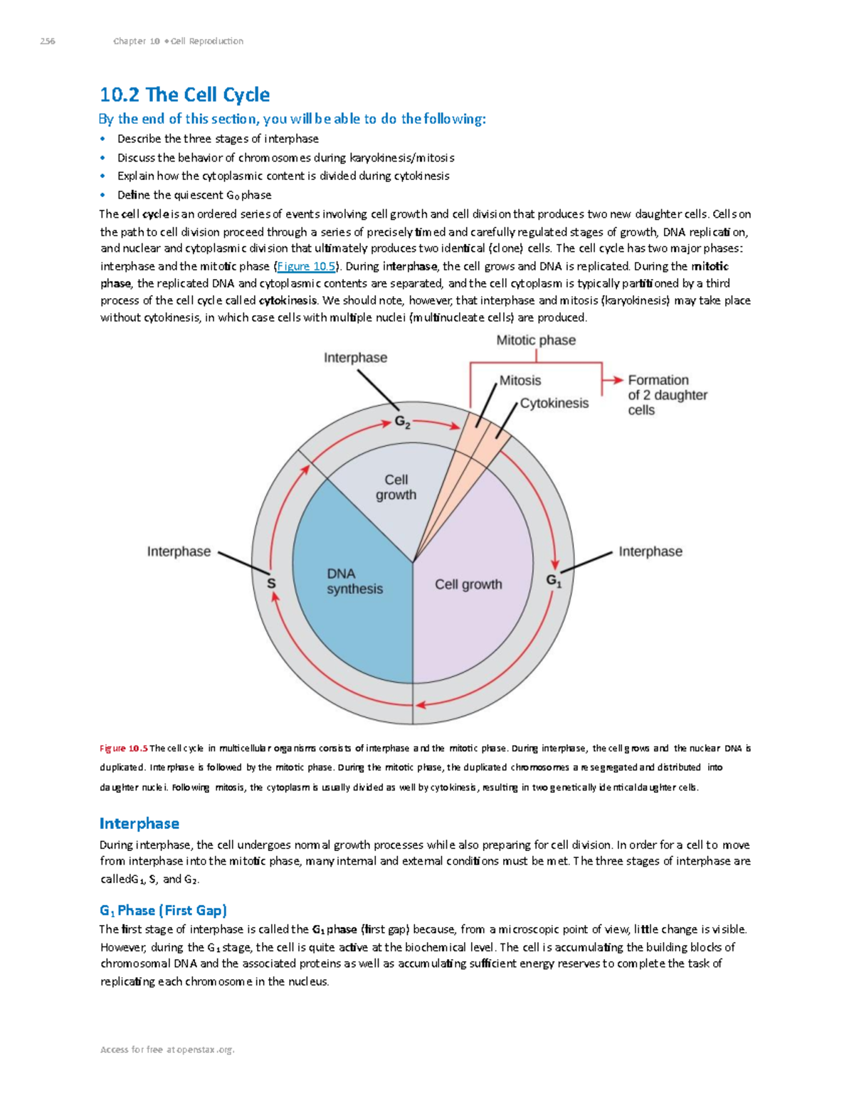Cell Cycle Stages: Interphase, Mitosis, and Cytokinesis Overview - 256 ...