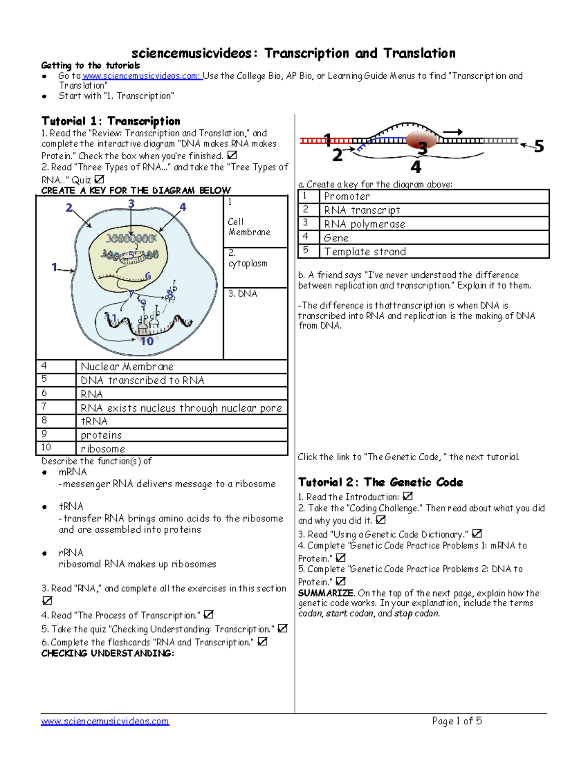 AP Biology - Detailed Overview of Transcription and Translation - Studocu