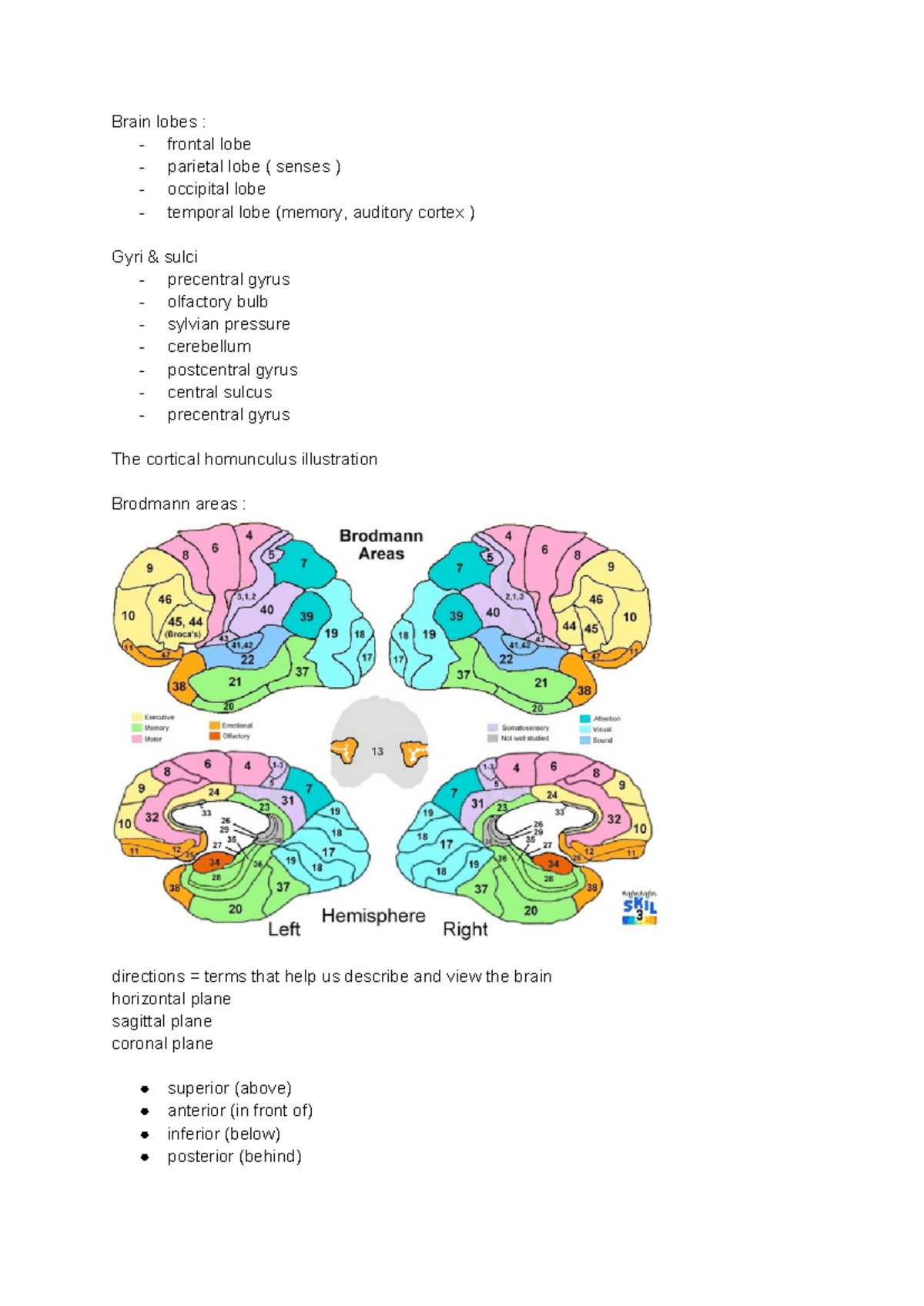 Lecture 4: Brain Lobes and Cortical Structures in Psychology - Studeersnel