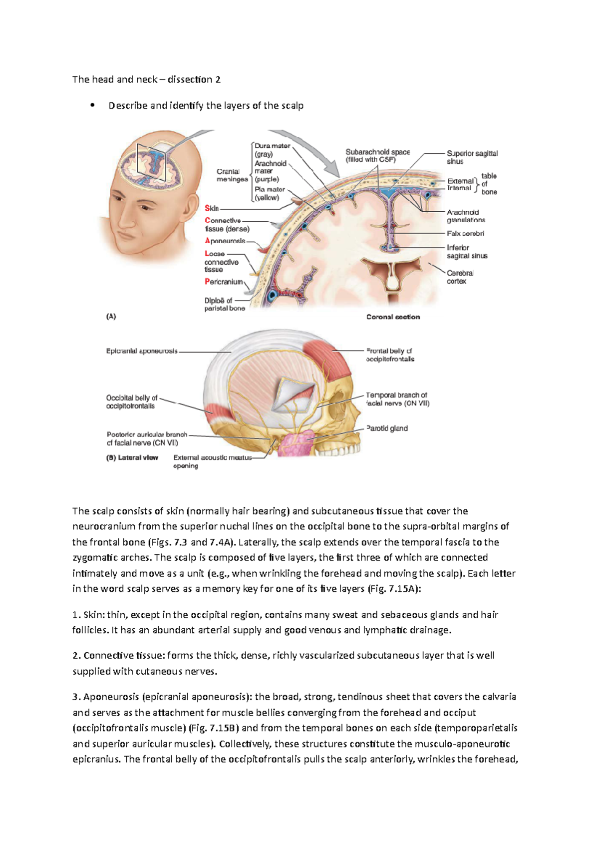 Head and Neck Dissection 2: Scalp & Dura Mater Structures Explained ...