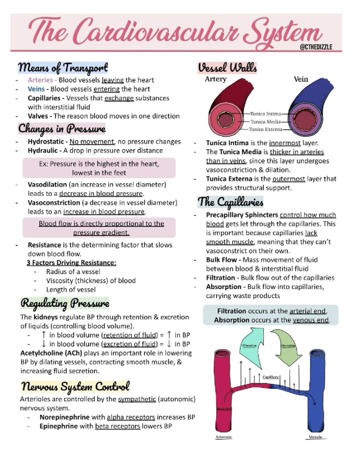 Cardiovascular System Overview: Key Concepts and Functions - Studocu