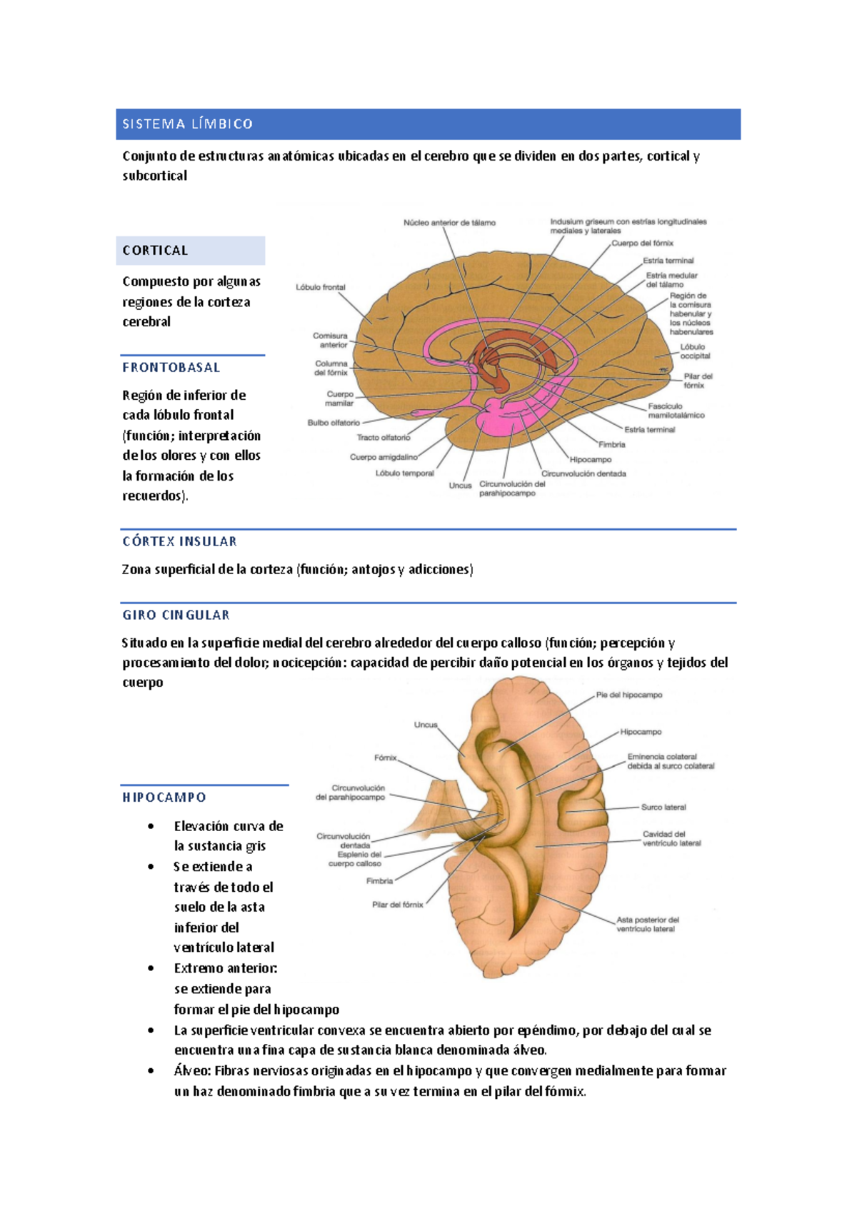 Sistema Límbico: Estructuras y Funciones en el Cerebro - Studocu, image size:1200x1696