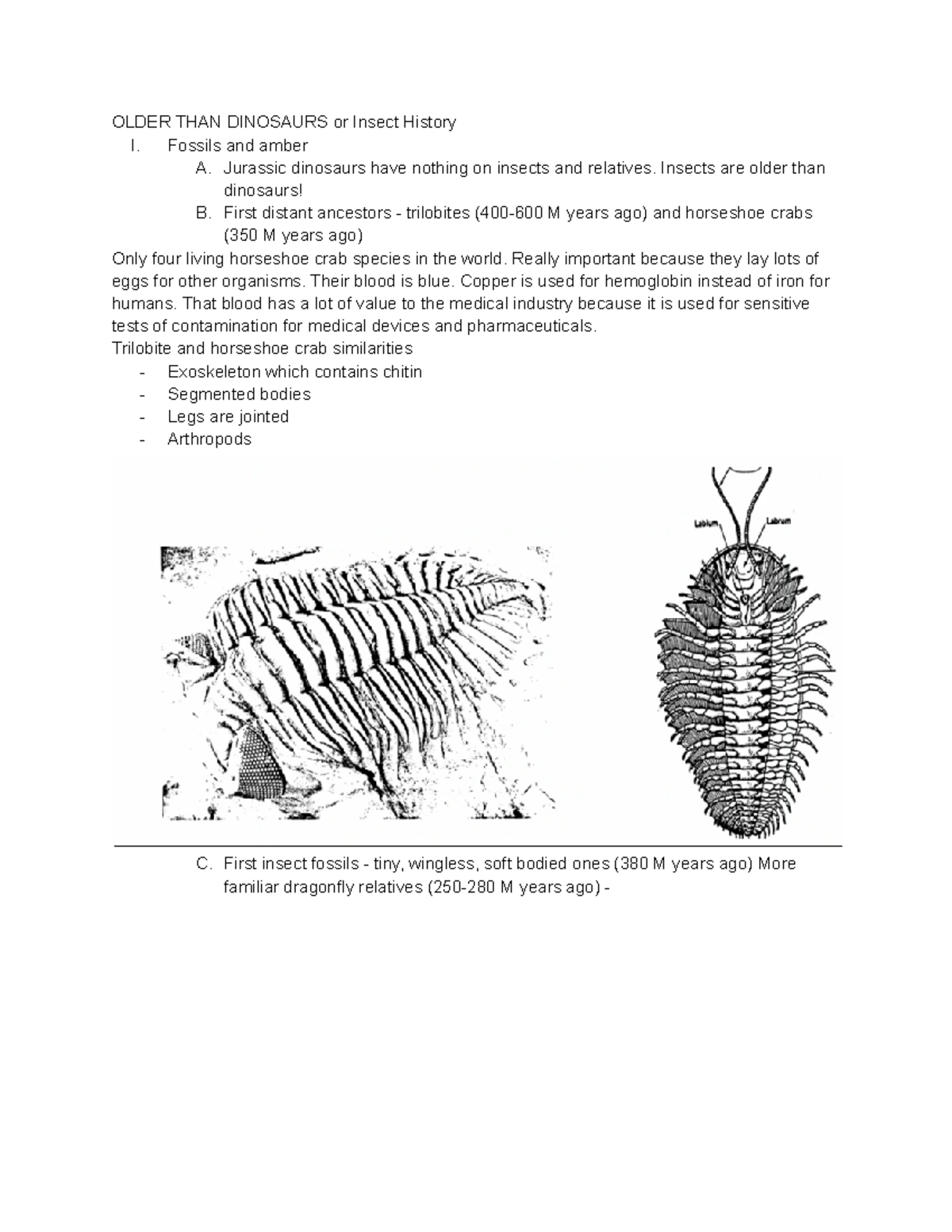 Unit 2 - Insect Evolution: Fossils, History, and Diversity Insights ...