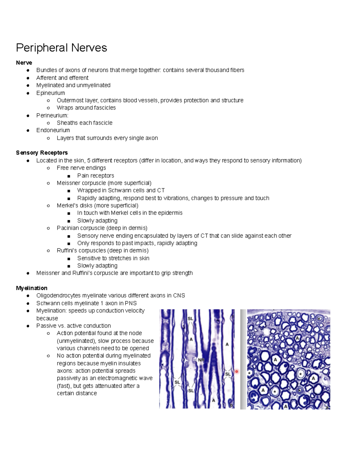 Peripheral nerves - Peripheral Nerves Nerve Bundles of axons of neurons ...