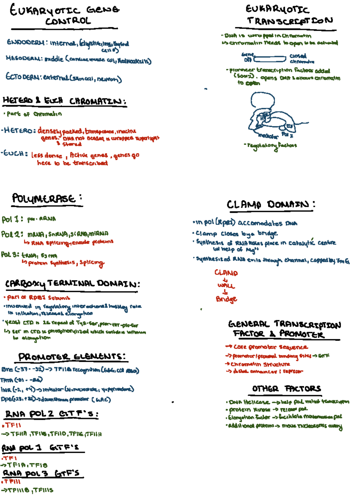 Midterm I Practice: Eukaryotic Gene Regulation and Transcription - Studocu