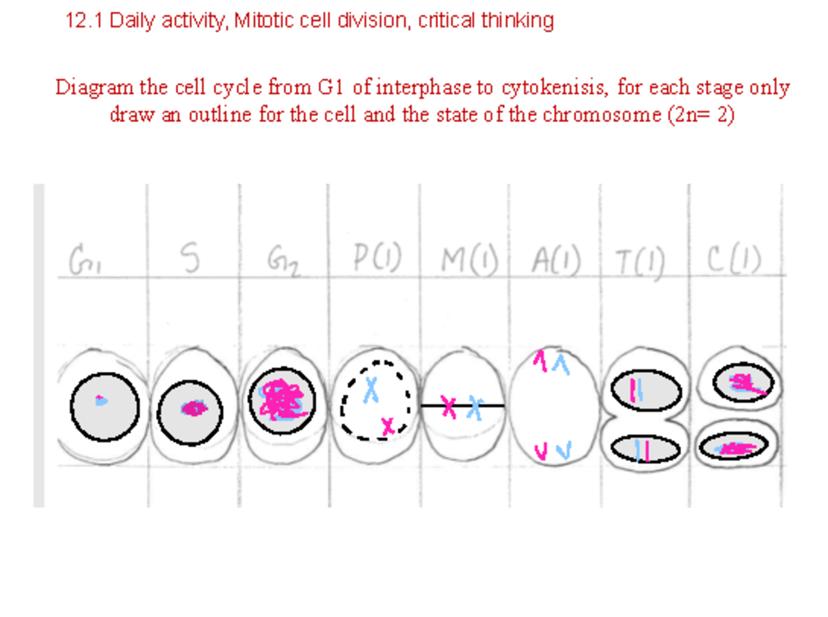 Daily activity 12.1 - BSC 1010C - Diagram the cell cycle from G1 of ...