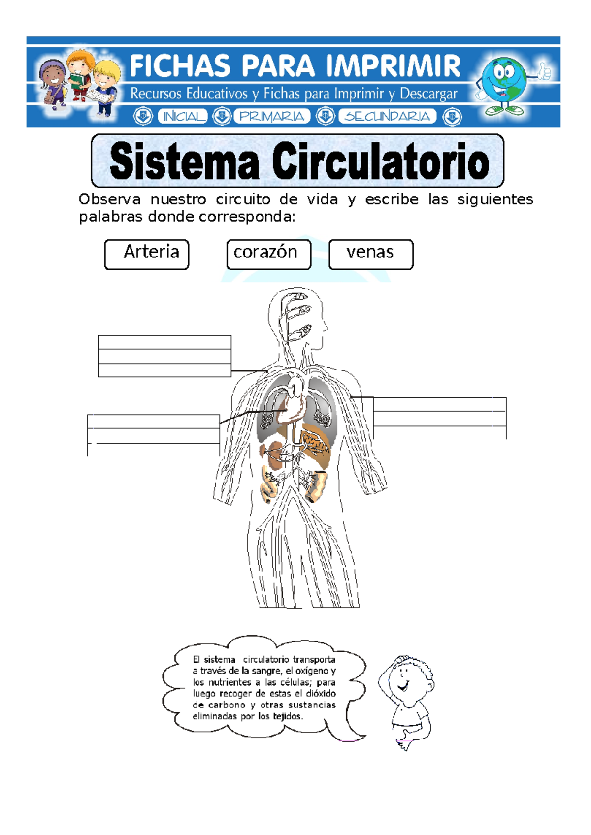 Ficha de Sistema Circulatorio para Primaria - Admisión Curso 2024-2024 ...